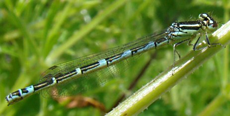 agrion mignon femelle immature