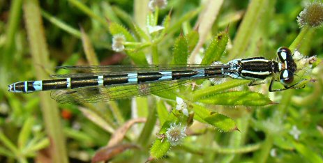 agrion mignon femelle immature