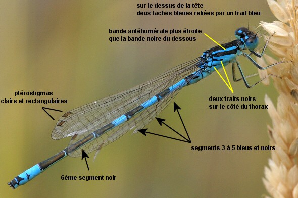 agrion mignon mle