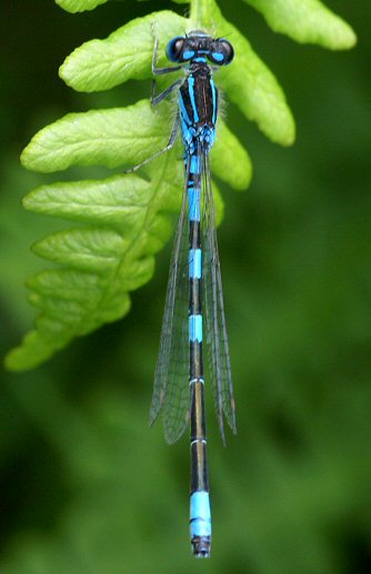 agrion mignon mâle agrion mignon mâle