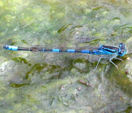 agrion mignon mâle agrion mignon mâle