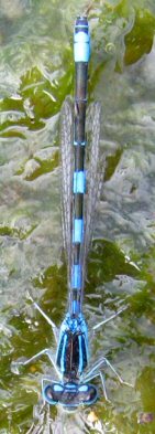 agrion mignon mâle agrion mignon mâle