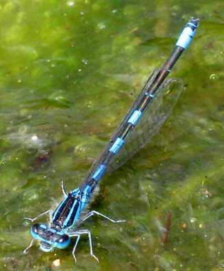 agrion mignon mâle agrion mignon mâle