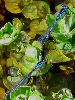 agrion mignon: tandem agrion mignon: tandem