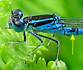 agrion mignon mâle agrion mignon mâle