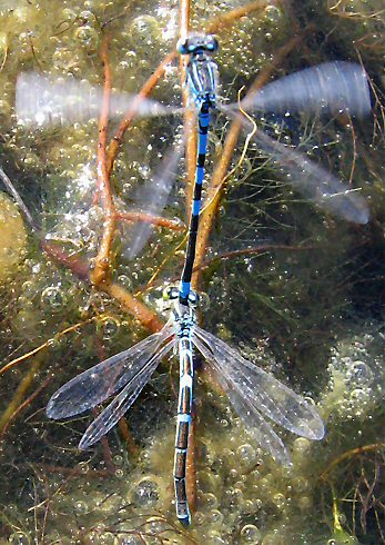 agrion mignon: ponte