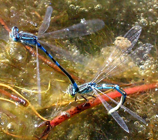 agrion mignon: ponte agrion mignon ponte
