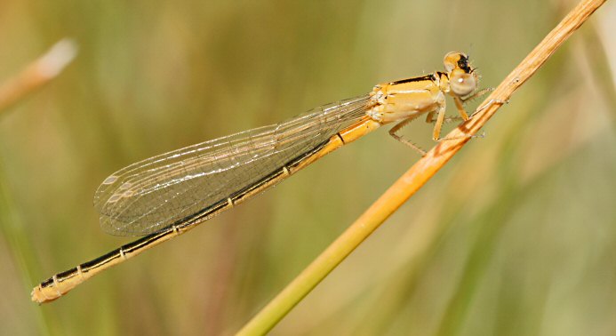 agrion nain femelle immature