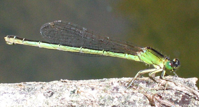 agrion nain femelle