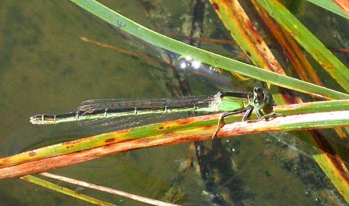 agrion nain femelle