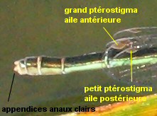 agrion nain femelle dtail