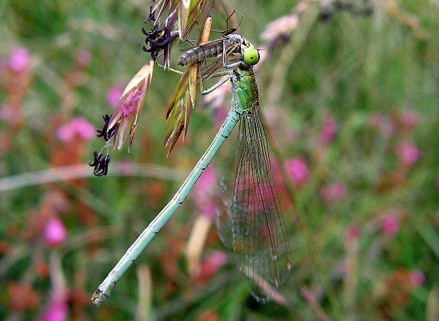 agrion nain femelle