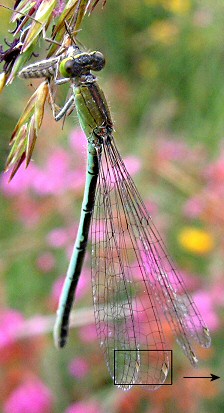 agrion nain femelle