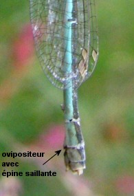 agrion nain femelle dtail