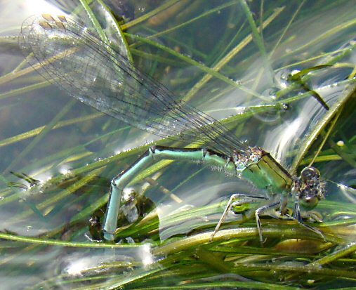 agrion nain femelle: ponte