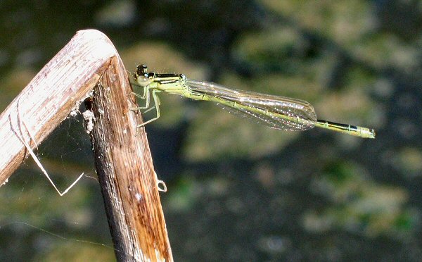 agrion nain mle proche mergence