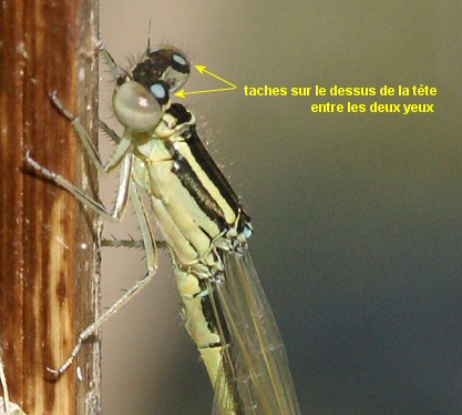 agrion nain mle proche mergence