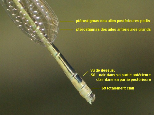 agrion nain mle proche mergence