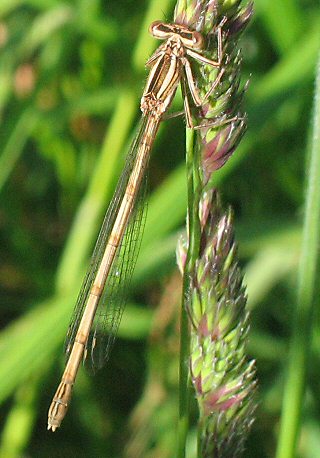 agrion orang femelle immature