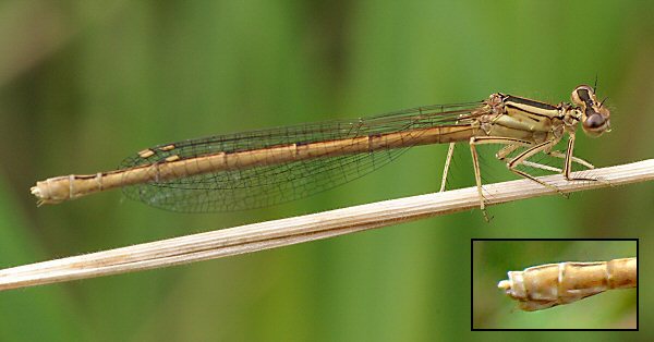 agrion orang femelle