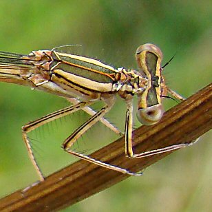 agrion orang femelle