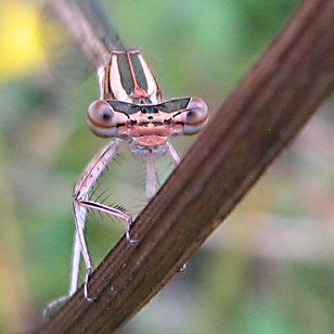 agrion orang femelle immature