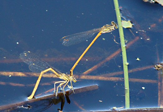 agrion orang : ponte