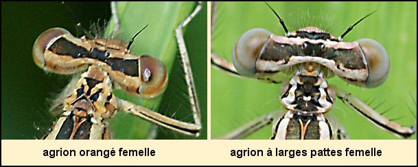 comparaison pronotum