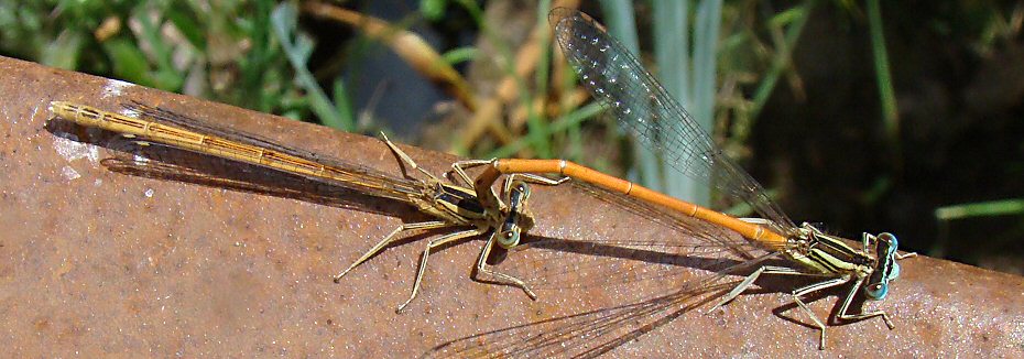 agrion orang : tandem