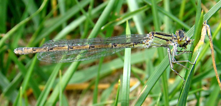 agrion porte-coupe femelle forme terne