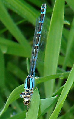 agrion porte-coupe femelle forme bleue