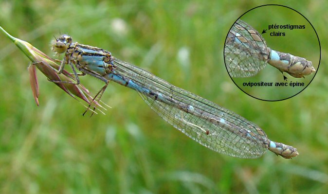 agrion porte-coupe femelle forme bleue