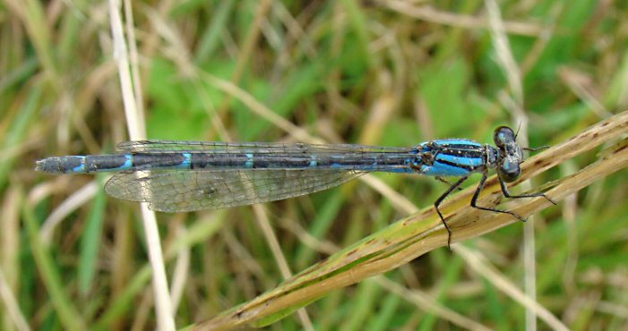 agrion porte-coupe femelle forme bleue