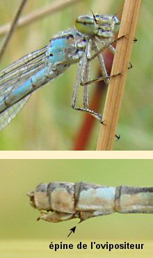 agrion porte-coupe femelle : dtails