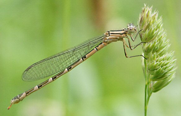 agrion porte-coupe femelle immature