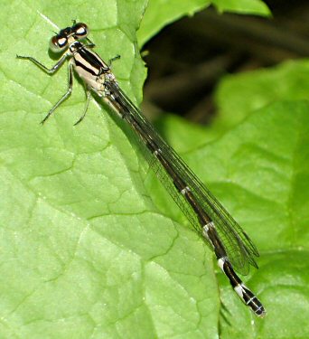 agrion porte-coupe femelle immature