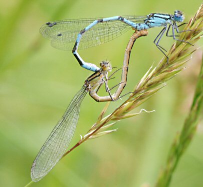 agrion porte-coupe accouplement