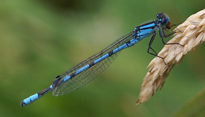 agrion porte-coupe mle