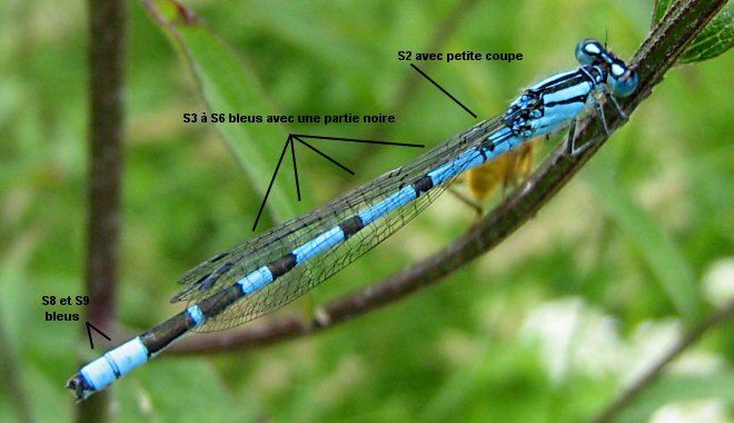 agrion porte-coupe mle