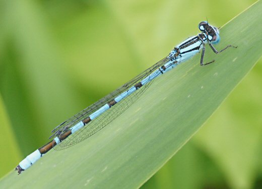 agrion porte-coupe mle