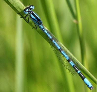 agrion porte-coupe mle