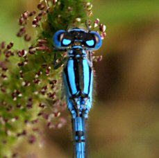 Coenagrionidae: dessus tte avec 2 tches claires (ici agrion porte coupe)