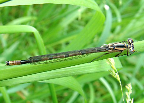 agrion porte-coupe mle immature