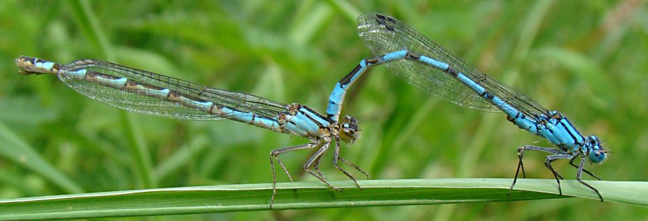 agrion porte-coupe tandem