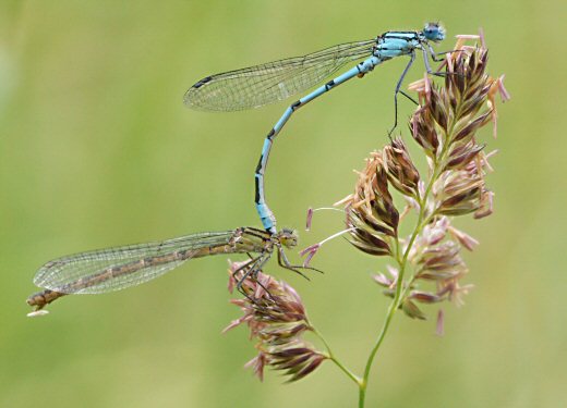 agrion porte-coupe tandem