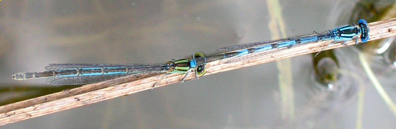 agrion de Vander Linden: tandem