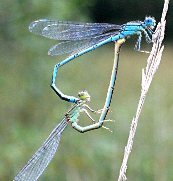 agrion de Vander Linden: accouplement