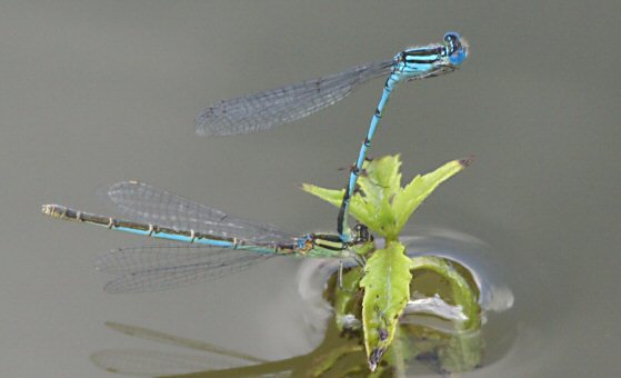 agrion de Vander Linden: tandem