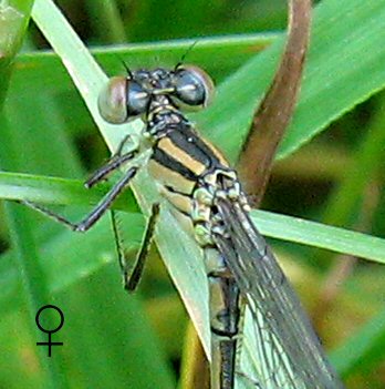 agrion de Vander Linden femelle