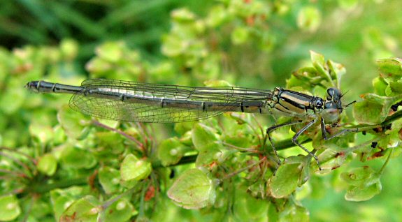 agrion de Vander Linden femelle immature